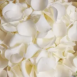 180Pcs Dried Real White Rose Petals